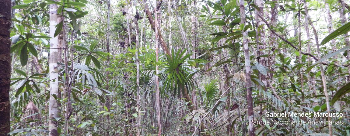 Parque Nacional de Anavilhanas