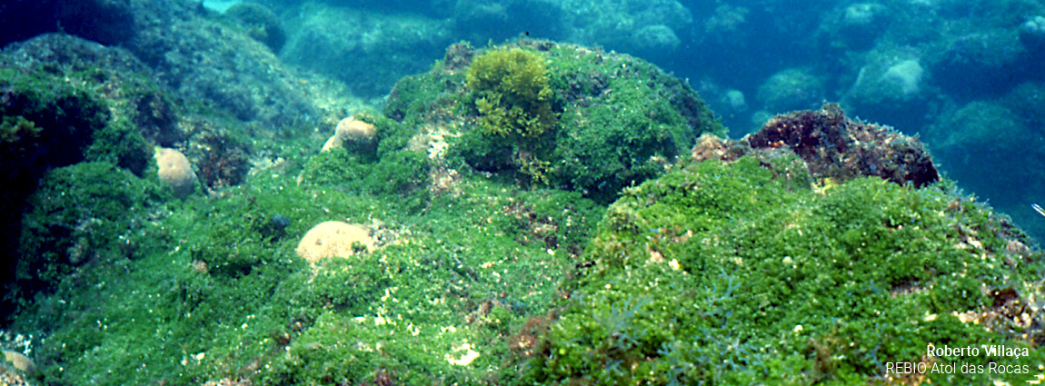 Reserva Biológica do Atol das Rocas