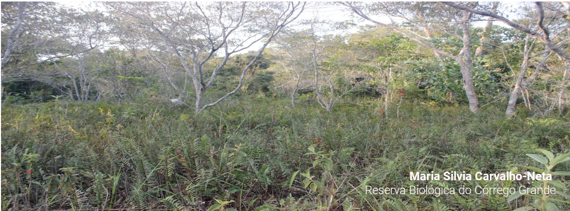 Reserva Biológica do Córrego Grande