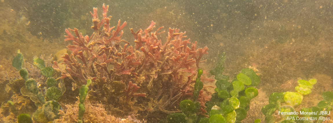 Área de Proteção Ambiental Costa das Algas