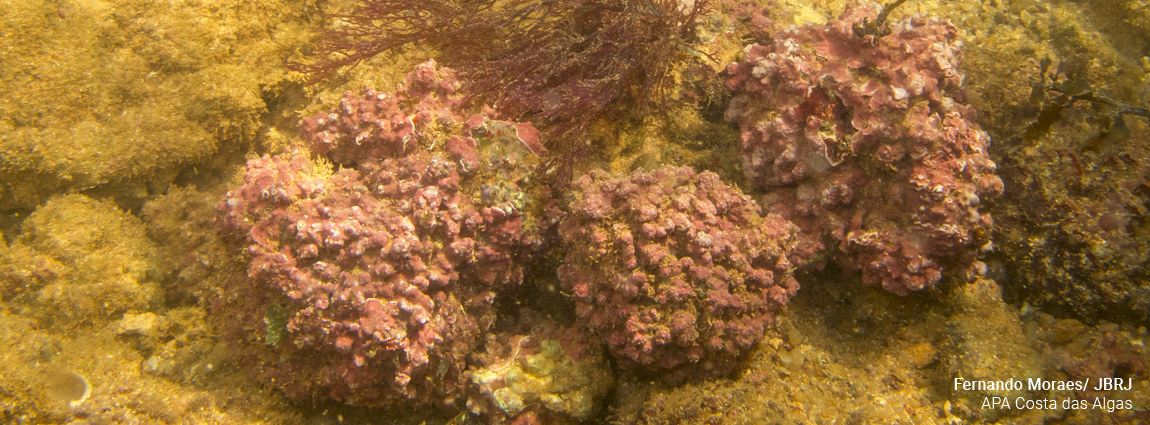 Área de Proteção Ambiental Costa das Algas