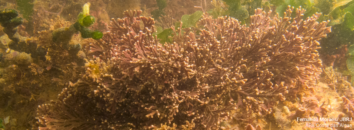 Área de Proteção Ambiental Costa das Algas