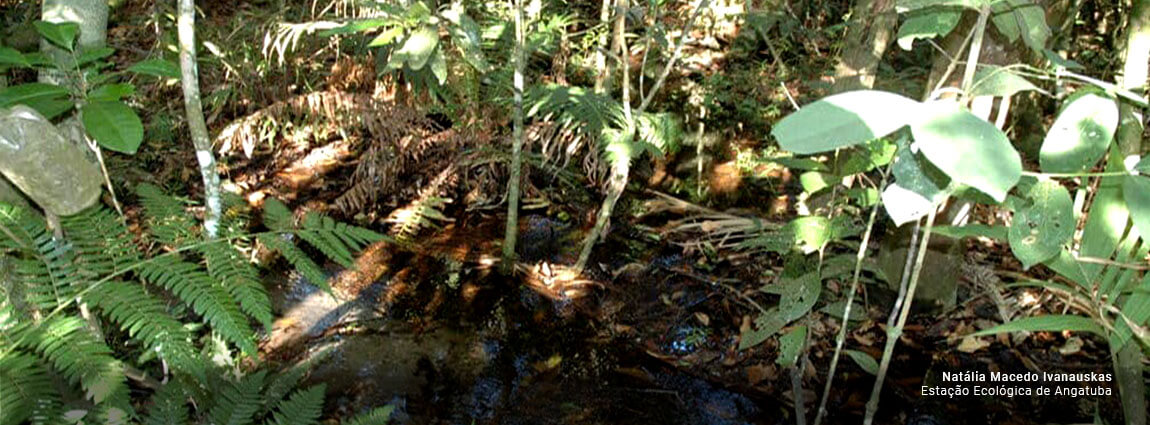 Estação Ecológica de Angatuba