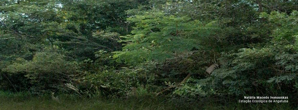 Estação Ecológica de Angatuba