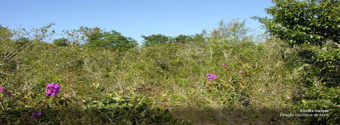 Estação Ecológica de Assis
