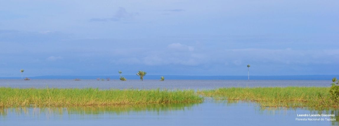 Floresta Nacional do Tapajós