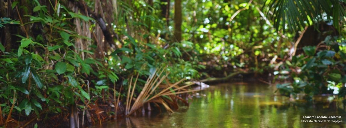 Floresta Nacional do Tapajós