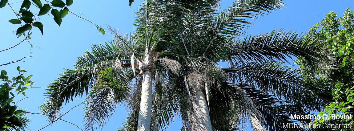 Monumento Natural do Arquipélago das Ilhas Cagarras