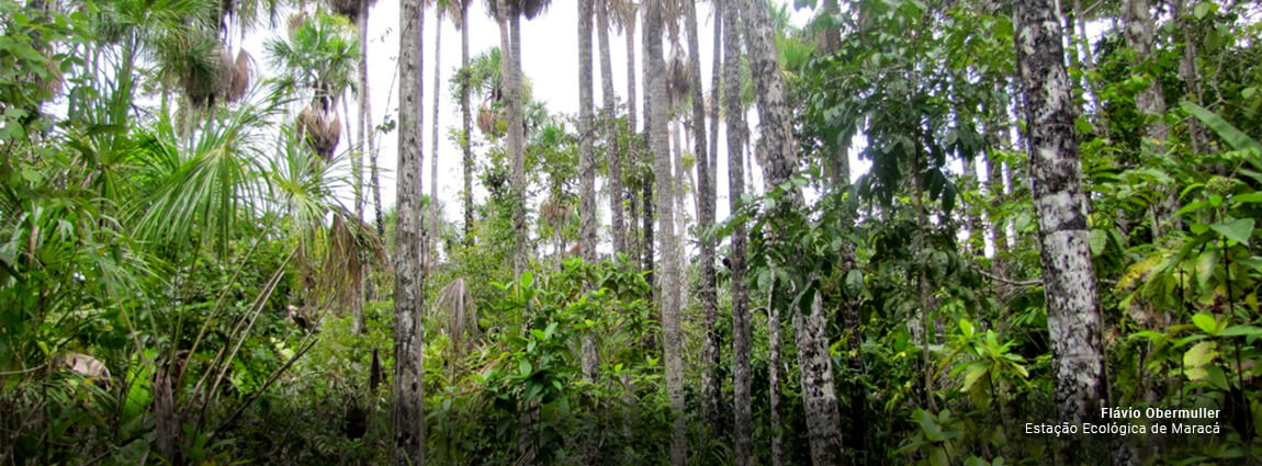 Estação Ecológica de Maracá