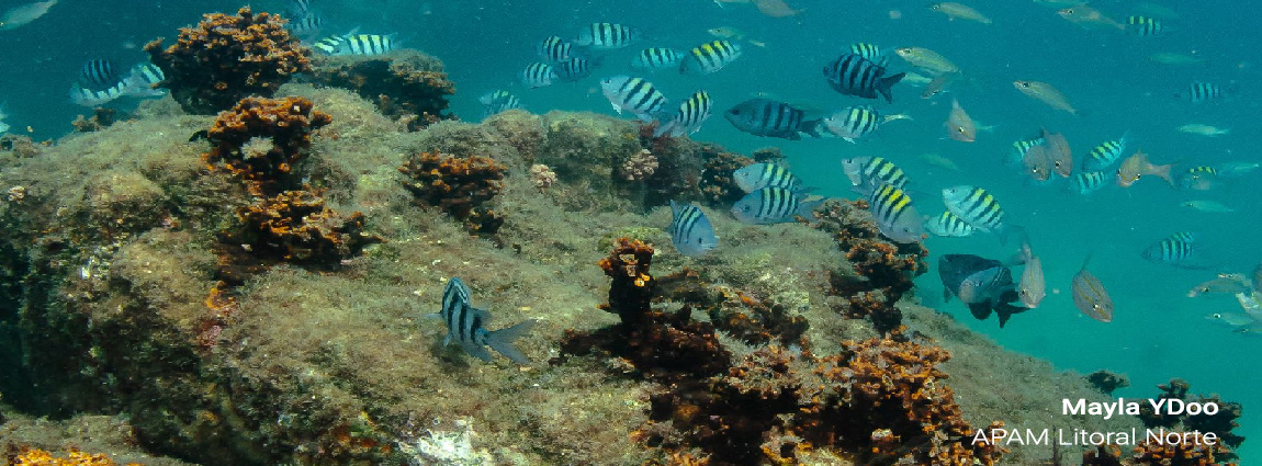 Área de Proteção Ambiental Marinha do Litoral Norte
