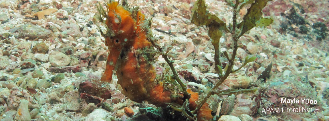 Área de Proteção Ambiental Marinha do Litoral Norte