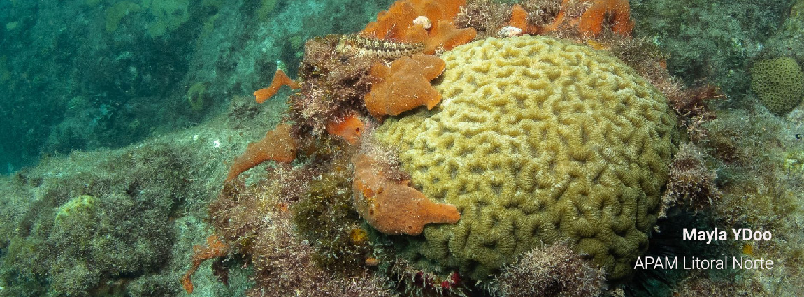Área de Proteção Ambiental Marinha do Litoral Norte