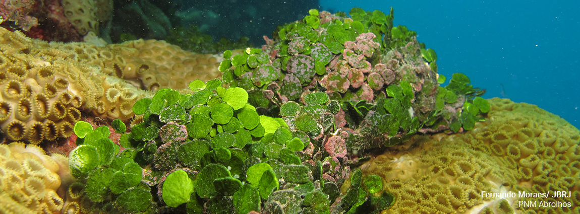 Parque Nacional Marinho dos Abrolhos