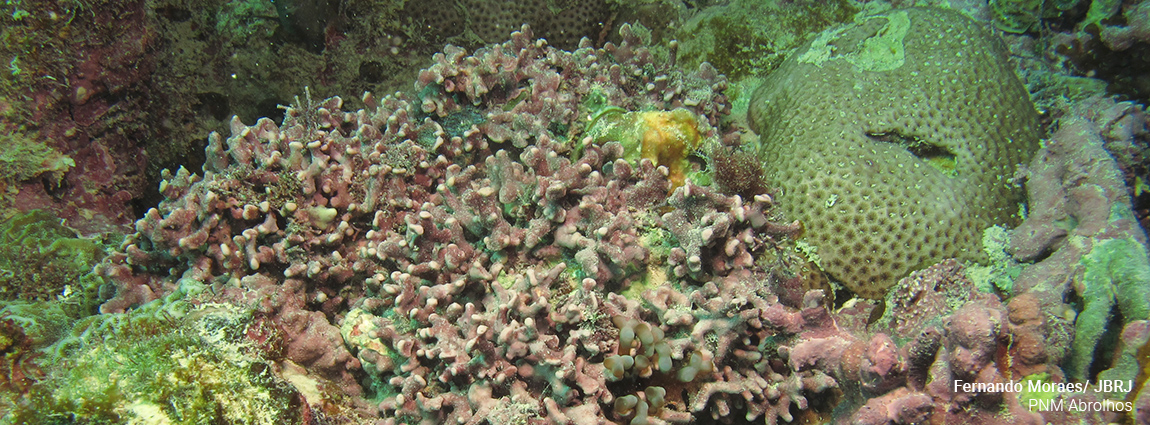Parque Nacional Marinho dos Abrolhos