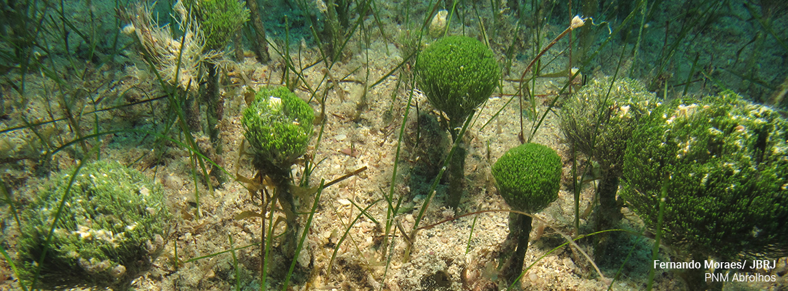 Parque Nacional Marinho dos Abrolhos
