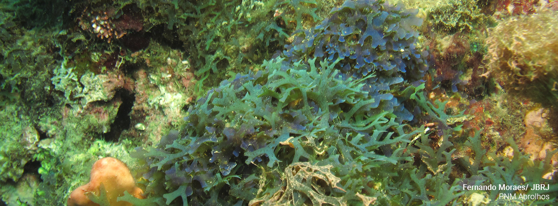 Parque Nacional Marinho dos Abrolhos