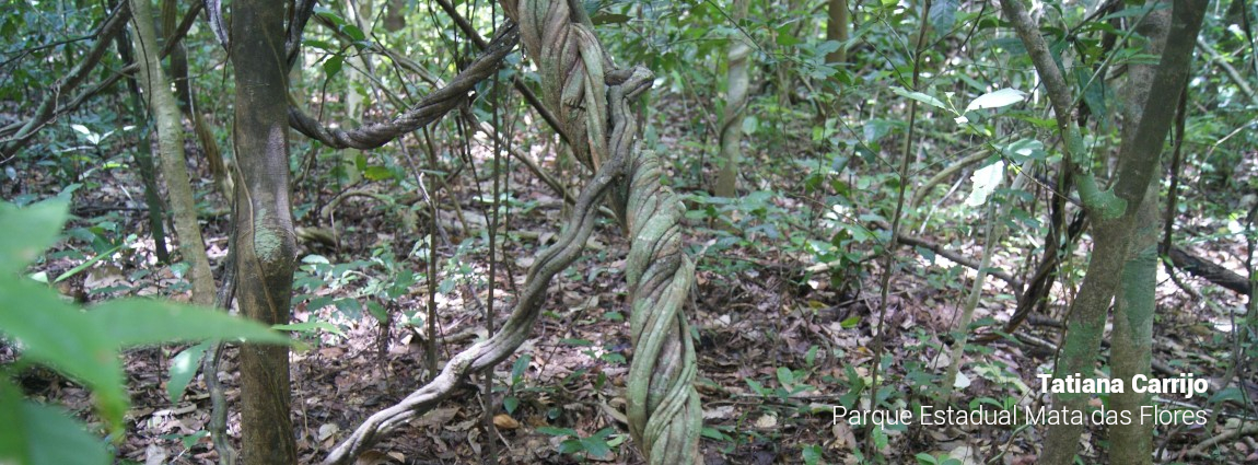 Parque Estadual Mata das Flores