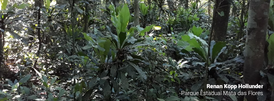 Parque Estadual Mata das Flores