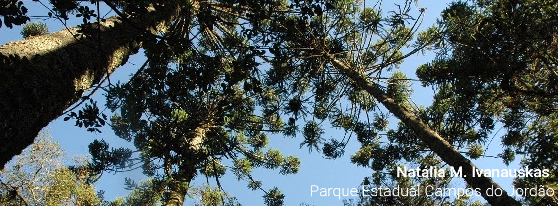 Parque Estadual de Campos do Jordão