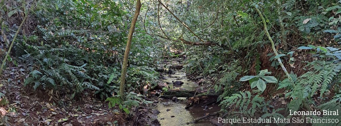 Parque Estadual Mata São Francisco