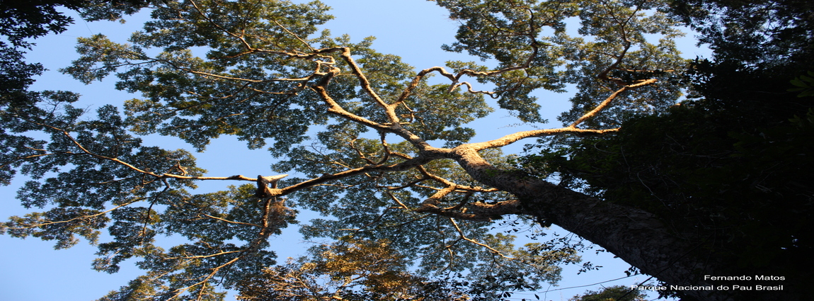 Parque Nacional do Pau Brasil