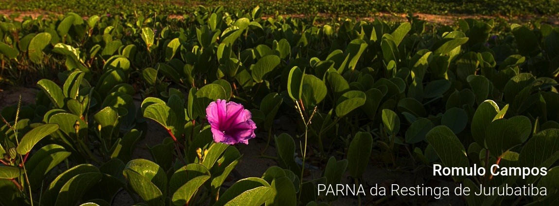 Parque Nacional da Restinga de Jurubatiba