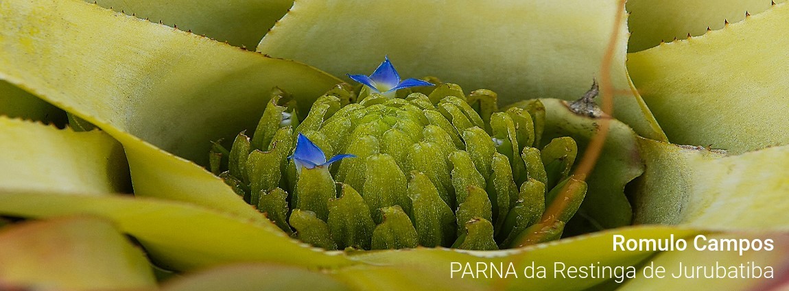 Parque Nacional da Restinga de Jurubatiba
