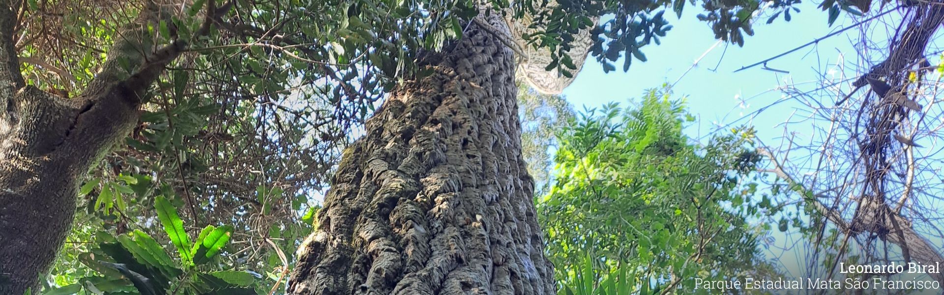 Parque Estadual Mata São Francisco