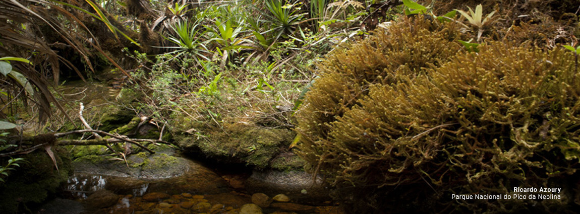 Parque Nacional do Pico da Neblina
