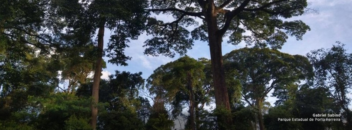 Parque Estadual de Porto Ferreira