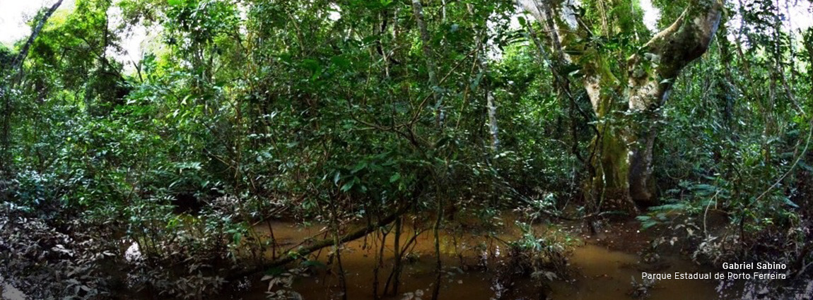 Parque Estadual de Porto Ferreira