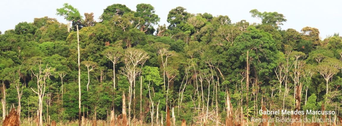 Reserva Biológica do Uatumã