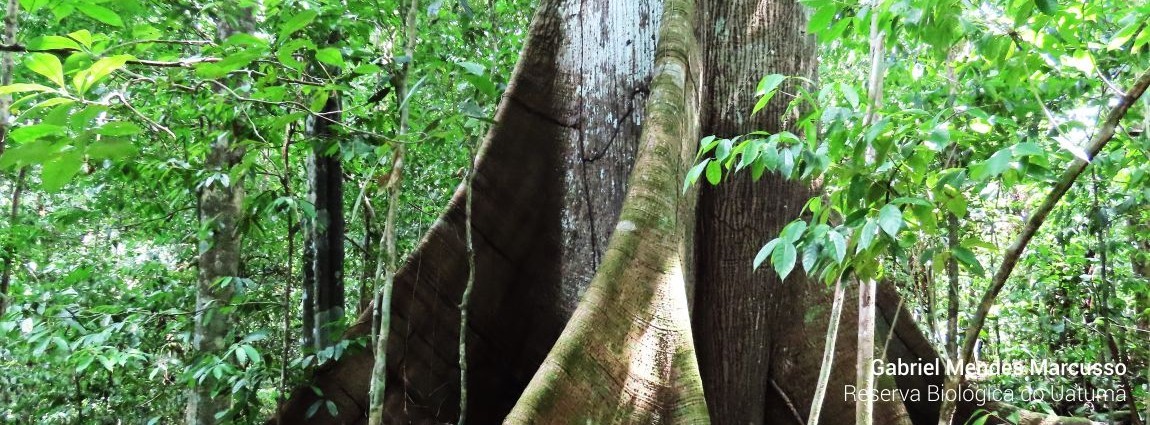 Reserva Biológica do Uatumã
