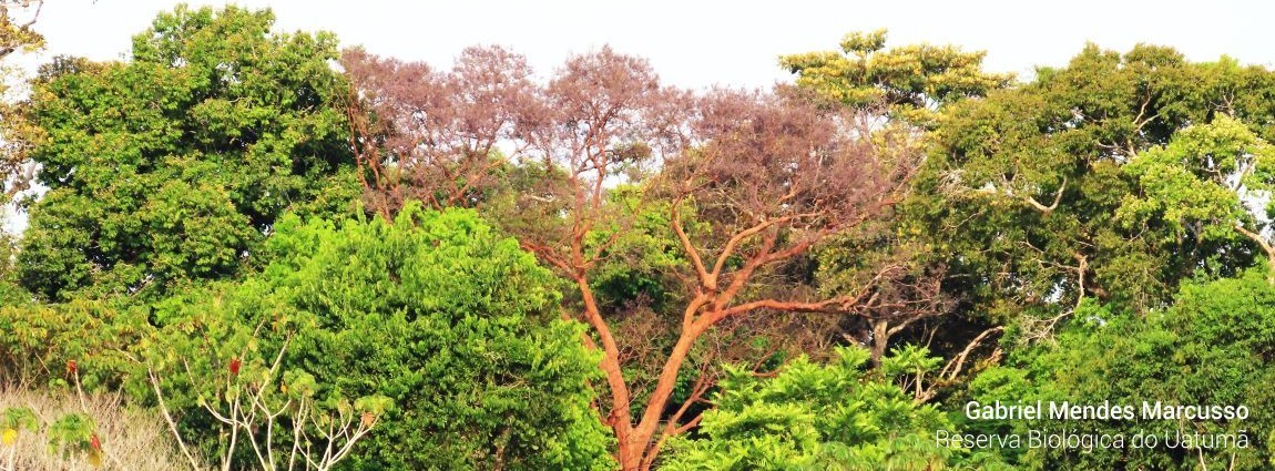 Reserva Biológica do Uatumã