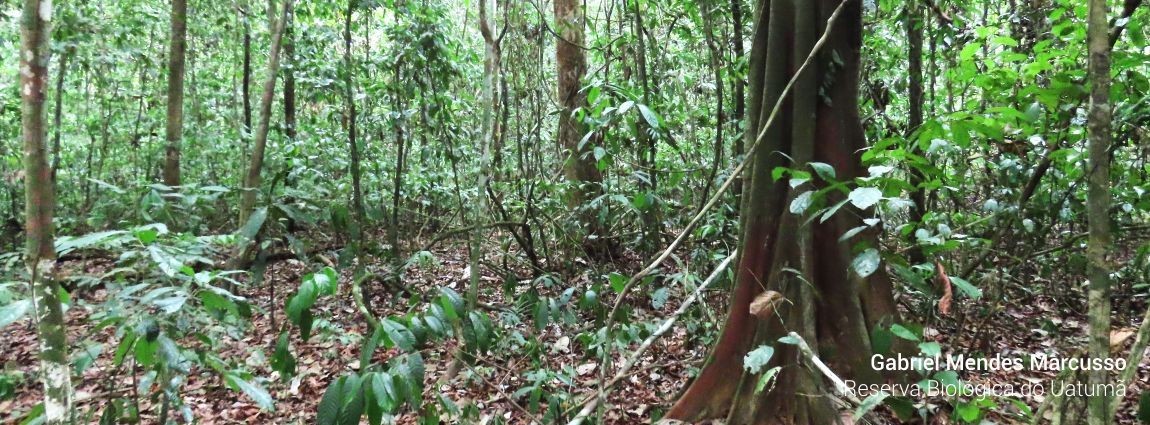 Reserva Biológica do Uatumã