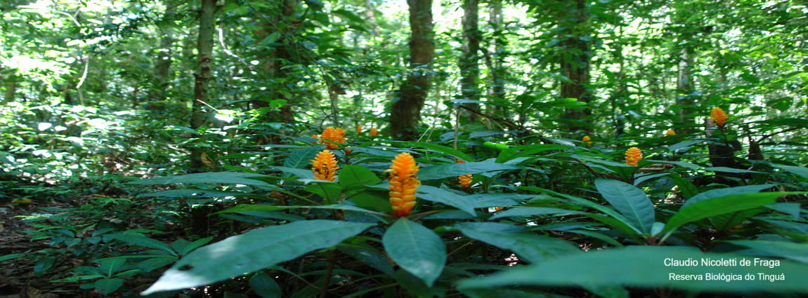 Reserva Biológica do Tinguá