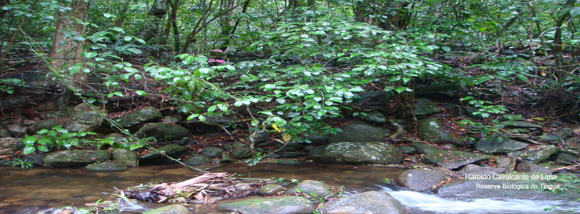 Reserva Biológica do Tinguá