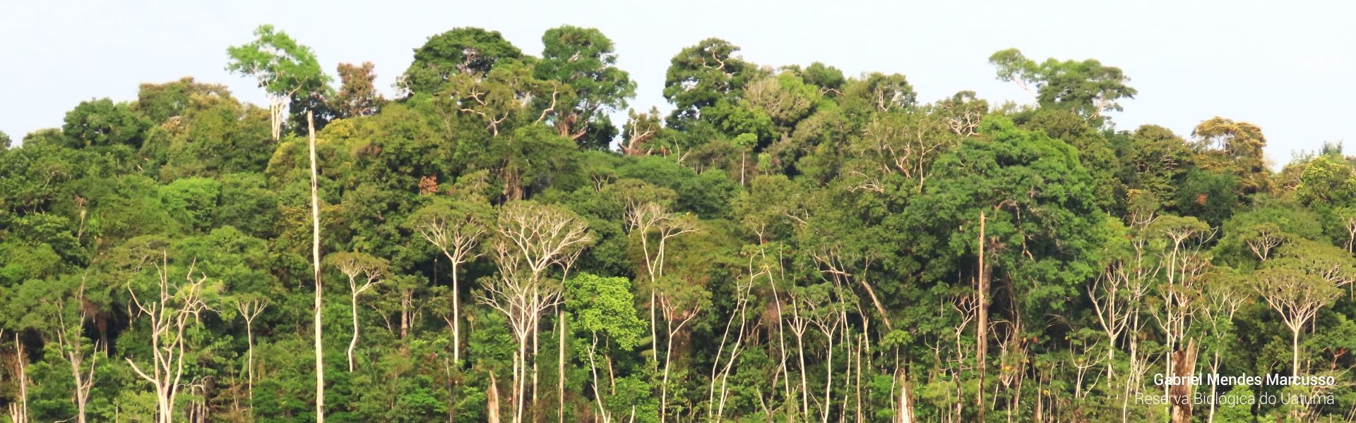 Reserva Biológica do Uatumã