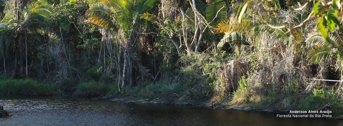 Floresta Nacional do Rio Preto