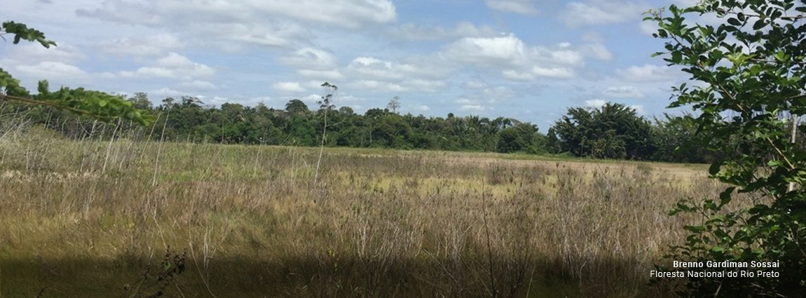 Floresta Nacional do Rio Preto