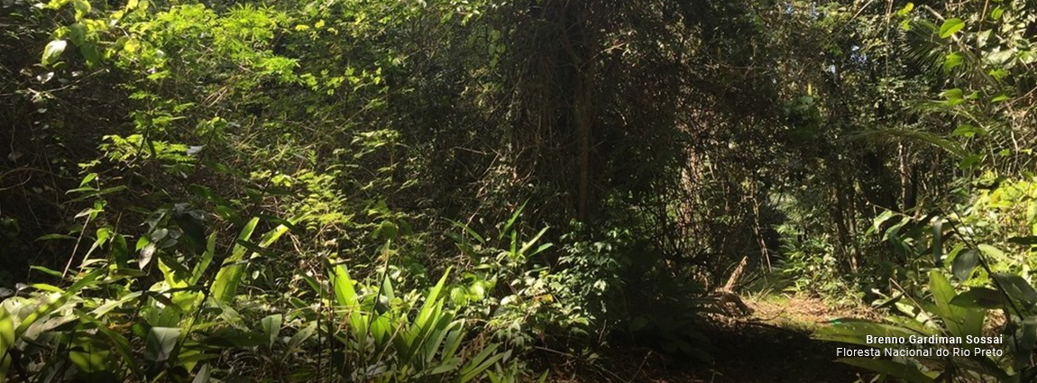 Floresta Nacional do Rio Preto