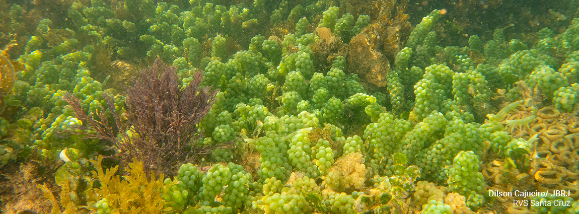 Refúgio de Vida Silvestre de Santa Cruz