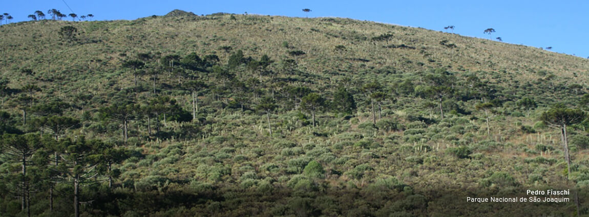 Parque Nacional de São Joaquim