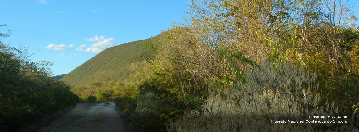 Floresta Nacional Contendas do Sincorá