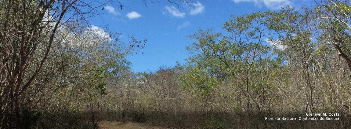 Floresta Nacional Contendas do Sincorá