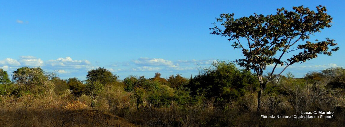 Floresta Nacional Contendas do Sincorá