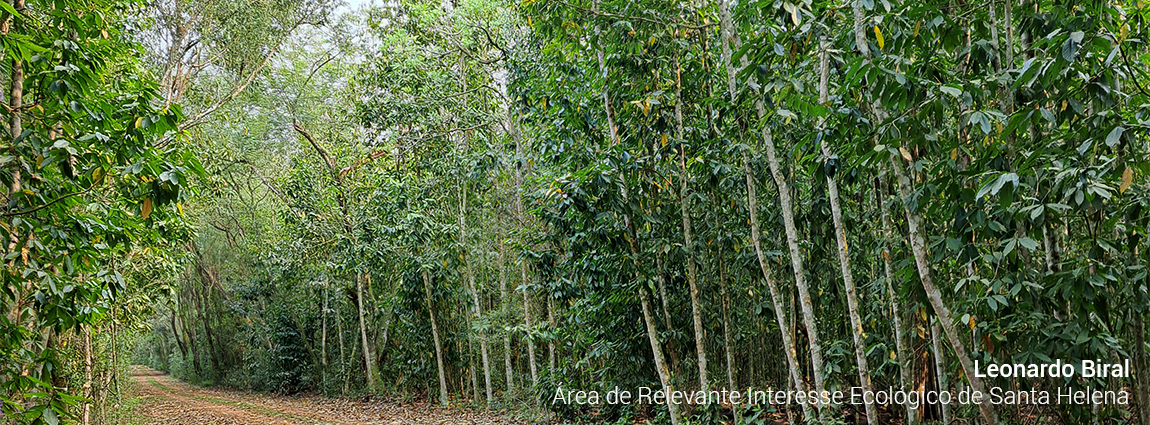 Área de Relevante Interesse Ecológico de Santa Helena