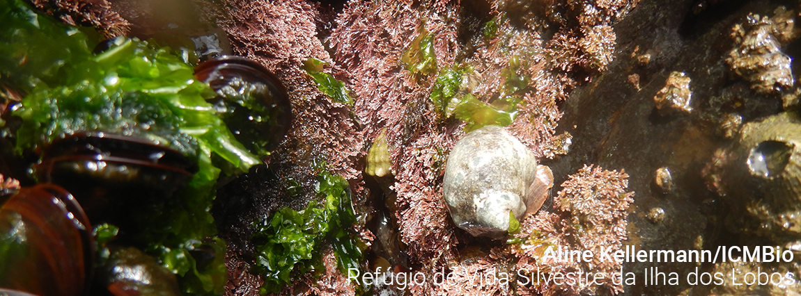 Refúgio de Vida Silvestre da Ilha dos Lobos