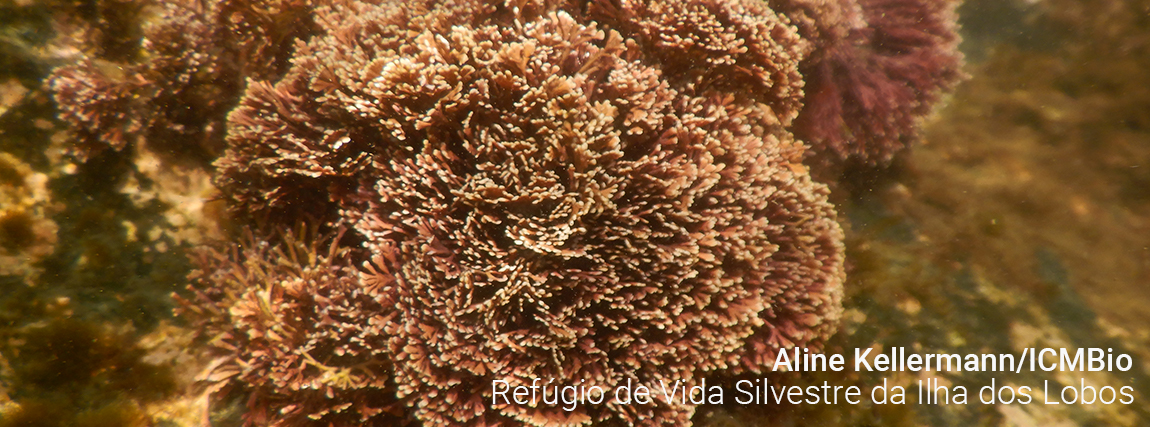 Refúgio de Vida Silvestre da Ilha dos Lobos