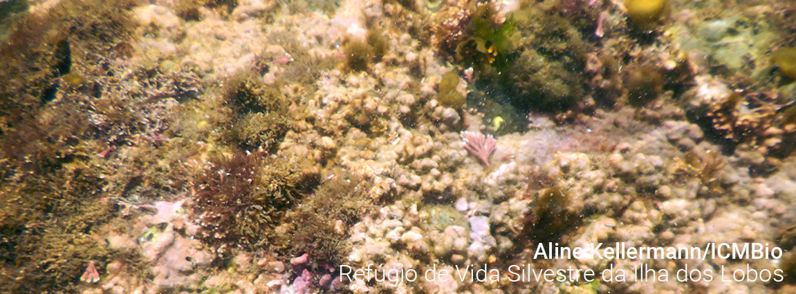 Refúgio de Vida Silvestre da Ilha dos Lobos